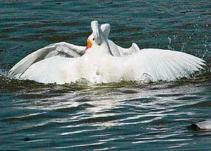 Ducks caught in a blissful union on a day that signifies love.