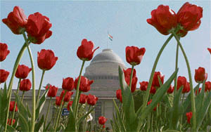 Tulips are seen inside the Mughal Gardens at Rahtrapati Bhawan during a media preview in New Delhi on Thursday.