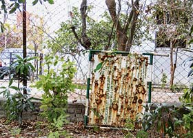 The neglected notice board, displaying the Wildlife Protection Act guidelines, rusts in the shrubs near the Chandigarh City Bird Sanctuary