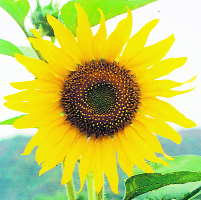 Sunflowers can grow 8 to 10 inches across.