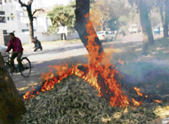 Dry leaves being burnt in Mohali on Sunday instead of being collected and buried.