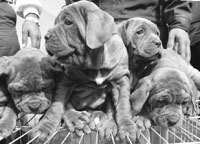 Puppies for sale during a dog show organised by the Patiala Kennel Club in Patiala on Sunday.