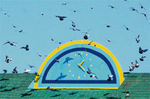 Winged visitors at the PCA Stadium clock on Monday morning.