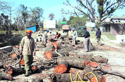 Green cover pays price for development on the Pathankot-Haryal stretch
