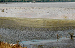 The murky water near the regulator end of the Sukhna Lake where dead fish were found floating by forest officials