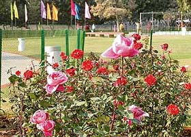 Flowers in full bloom at the Chandigarh Rose Garden ahead of the Rose Festival, which will begin on Friday