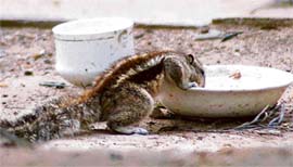 POWER BREAKFAST: A squirrel gets its quota of calcium outside the Rose Garden canteen in Chandigarh