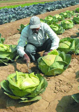 A farm worker in a cabbage farm at the Pusa Institute of Agricultural Research in the Capital on Thursday. Each cabbage weighs around 10-12 kilograms.