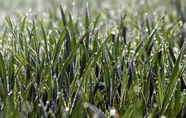 Sun lights up dew drops on the wheat crop on early Thursday morning as Tribune lensman Sayeed Ahmed captures the nature at its best in a Ludhiana village.