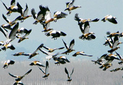 Ruddy shell ducks and migratory birds take flight in the Nangal
