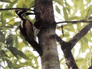 A female white-naped woodpecker; the male has orange-red feathers on its crown