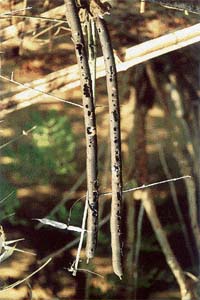 Seed pods of an Indian laburnum tree, punctured by the yellow-crowned woodpecker for eating its pulp