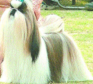 More than 285 dogs took part in the All Breed Physique and Gait Show in Jalandhar on Sunday.