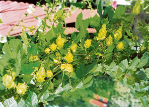 Hops growing in the Lahaul-Spiti area