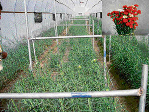 Carnations being grown in polyhouse in the form of cut flowers in the Churah area of Chamba district.
