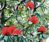 Rhododendron, known for its medicinal value, in full bloom near Jubberhatti 25 km from Shimla