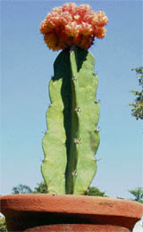 A cactus in full bloom in Ludhiana.