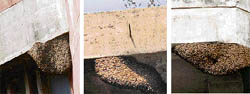 Beehives at the PU English department and the Research Block and APC of the PGI in Chandigarh