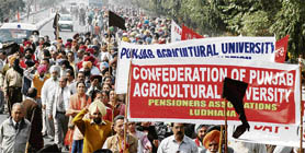 PAU pensioners, along with teachers and employees of the university, hold a protest march in Ludhiana on Friday.