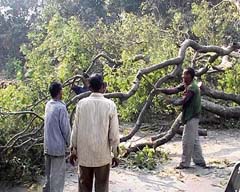 Trees being felled by staff of the forest department to make way for widening the Jagadhri-Paonta Sahib stretch of the NH-73 A in Yamunanagar.