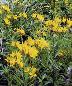 Avoid postponing seed collection till the end of the season