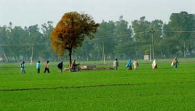 Farmers make their way to a village amid the verdant wheat fields of Moga on Monday. 