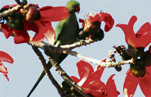 Perched on a flowering plant, the parrot appears to be in a playful mood in Ludhiana on Thursday.