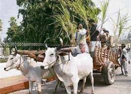 RJD MLA Rajesh Singh rides a bullock cart decked with sugarcane attend the Assembly session in Patna