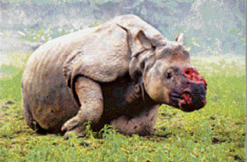 A murderous assault in the beginning of the year left a rhino mutilated with its horn removed.