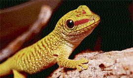 No Indian lizard is venomous