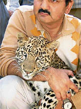 A leopard, captured from the Nagrota forest area, in the arms of a Wildlife Department official in Jammu