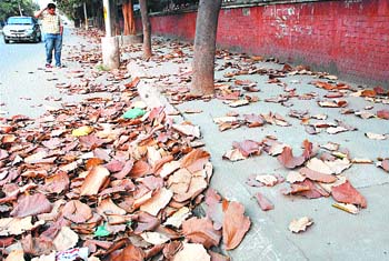 The fall foliage season seems to be back in the city. Tribune lensman Pawan Sharma captures the hues of nature near the DC office in Jalandhar.