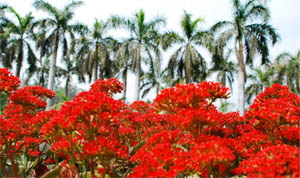 While the thermal power plant in Bathinda has made the life of residents miserable due to the emission of flyash, the flowers in Thermal Colony are in full bloom.