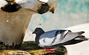 A pigeon takes refuge under a fountain at Rajindra College, Bathinda, with a drop of water trickling from above .