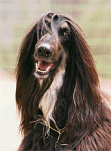 Snuppy, the Afghan hound, the worlds first dog cloned from adult cells by somatic nuclear cell transfer, is pictured during a photo call at Seoul National Universitys College of Veterinary Medicine on Wednesday. A South Korean biotech company is offering dog owners the chance to clone their pet through a service that can cost up to $1.48 lakh for a puppy. 