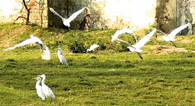 Birds take flight from near a pond in Ambala on Friday.