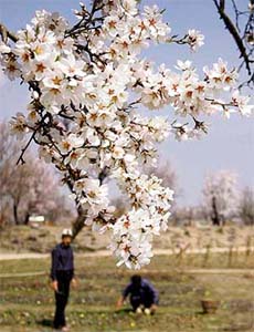 An almond tree in full bloom inside an orchard at downtown in Srinagar