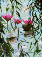 Lilies cast a mystical shadow on the waters underneath in Chandigarh