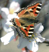 A butterfly draws nectar from a flower at Badamwari Park in Srinagar on Saturday.