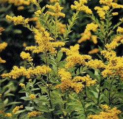 Solidago or golden rod attracts bees and butterflies.