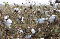 A view of the cotton field near Bathinda.