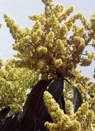 Mango and kachnar trees blooming in all their glory in Chandigarh