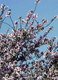 Nature Turns: Mango and kachnar trees blooming in all their glory in Chandigarh