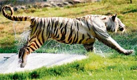A playful white Tiger cools off in water at the Chhat Bir Zoo near Chandigarh.