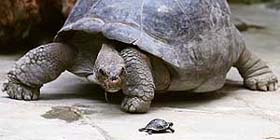 A newly born Galapagos giant tortoise crawls in front of its 70-year-old mother Nigrita inside an enclosure at Zurich zoo