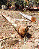 Logs of illegally felled trees at the Commonwealth Youth Programme Asia Centre complex in Sector 12, Chandigarh.