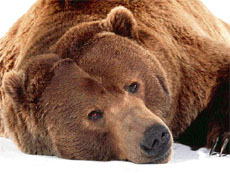 If animals are treated well and properly fed, they behave like household pets.