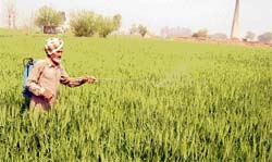 A farmer sprays pesticide on tela infested field at Jartoli village near Ahmedgarh.
