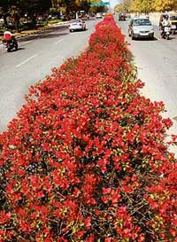 Bougainvillea flowers add colour to one of the dividers on Madhya Marg in Chandigarh.