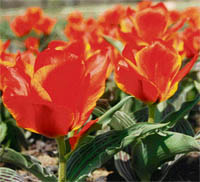 A tulip garden at Siraj Bagh on the outskirts of Srinagar.